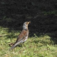 Дрозд рябинник :: Рита Симонова Дрозд рябинник :: Рита Симонова