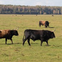 *** :: Геннадий Порохов