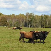 дикий мир осенью :: ИННА ПОРОХОВА