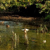 дикий мир осенью :: ИННА ПОРОХОВА