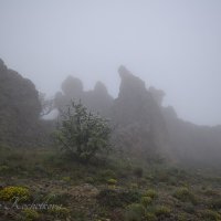 Природа Крыма :: Amazing Cosmea