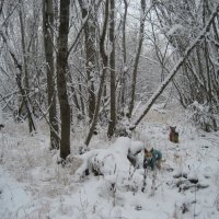 Зимние прогулки :: Anna Ivanova