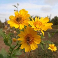 Осенние цветы :: Наталья 