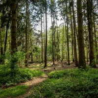 В окружении елей... :: Николай Гирш