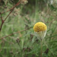 ромашка :: Лера 