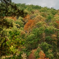 В багрец и золото... :: Михаил 