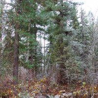 Старый пень :: Сергей Никифоров Старый пень :: Сергей Никифоров