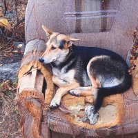 Собачий трон и кровать :: Игорь Солдаткин