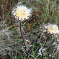 ЛЕТО ПРОШЛО :: СЕРГЕЙ ФИЛОЧКИН