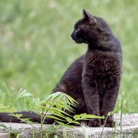 Чёрная кошка — красивое и загадочное существо :: Светлана Ищенко