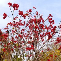 Где же листья? :: tatiana Где же листья? :: tatiana