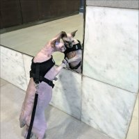 "Или я в масштабах ваших недостаточно красив?.." :: Валерий Готлиб