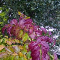 Краски осени :: Татьяна Пальчикова