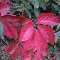 Осенний мотив :: Татьяна Пальчикова Осенний мотив :: Татьяна Пальчикова