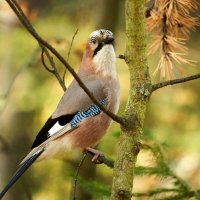 *** :: Виталий Бенгард *** :: Виталий Бенгард