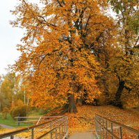 . :: РИТА ЛЕВКОВА