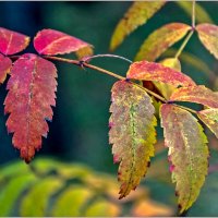 Осенний парк... :: Aquarius - Сергей Осенний парк... :: Aquarius - Сергей