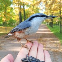 Поползень :: Сапсан 