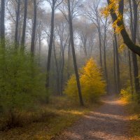 Осень :: Aleksey Afonin Осень :: Aleksey Afonin