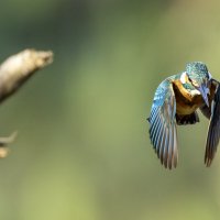 Зимородок. :: Alexander Amromin