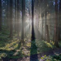 Утро в еловом лесу....... :: Юрий Цыплятников