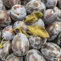 Заканчивается сезон сливы :: Валерий Иванович