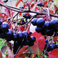 Арония поспела :: Людмила Смородинская Арония поспела :: Людмила Смородинская