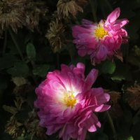 Про цветы осенние 2 :: Natali 