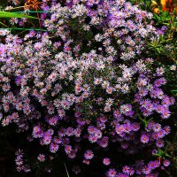 Сентябринки :: Юрий Гайворонскiий