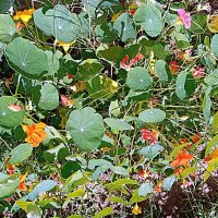 Цветы. :: Владимир Драгунский