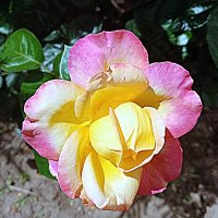 Цветы. :: Владимир Драгунский