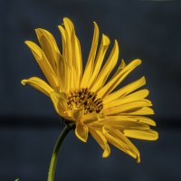 Солнечный  цветок ,топинамбур :: Валентин Семчишин