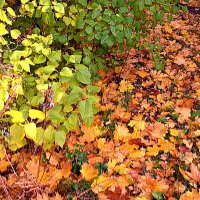 Осенний интерьер :: Елена Семигина Осенний интерьер :: Елена Семигина