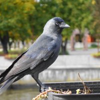 Галки в туристической зоне :: Рита Симонова