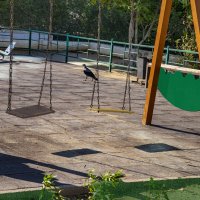 Эх, покатаюсь. :: Анатолий Чикчирный Эх, покатаюсь. :: Анатолий Чикчирный