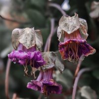 Кобея осенью после дождя... :: Michel 