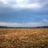 Поле :: Артем 