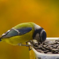 Лазоревка "углубилась" :) :: Юрий Куликов