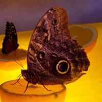 Бабочки на апельсинах... :: Константин Штарк