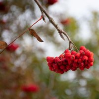 Рябина :: Роман никандров