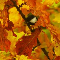 От меня не спрячешься ! :) :: Юрий Куликов