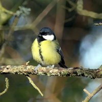 ### :: "The Natural World" Александер