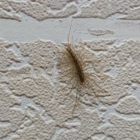 Местный житель Башинформсвязи. :: Константин Вавшко