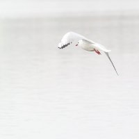 Чайка II :: Игорь Протасов