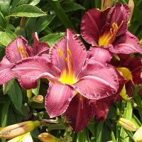 Лилейники :: Freddy 97