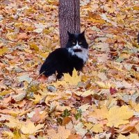 Кот в осеннем интерьре :: Надежда 