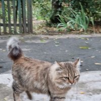 Хозяин двора :) :: Наталья 