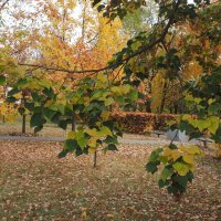 осень :: Игорь Ковалев