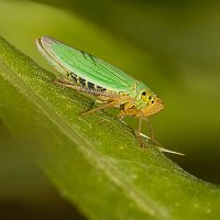 На листике :: Андрей Пристяжнюк