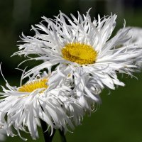 Цветы :: Oleg S